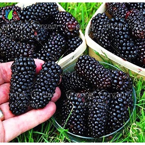 30 পিস আমদানিকৃত কালো মালবেরি বীজ-30 পিস বীজ