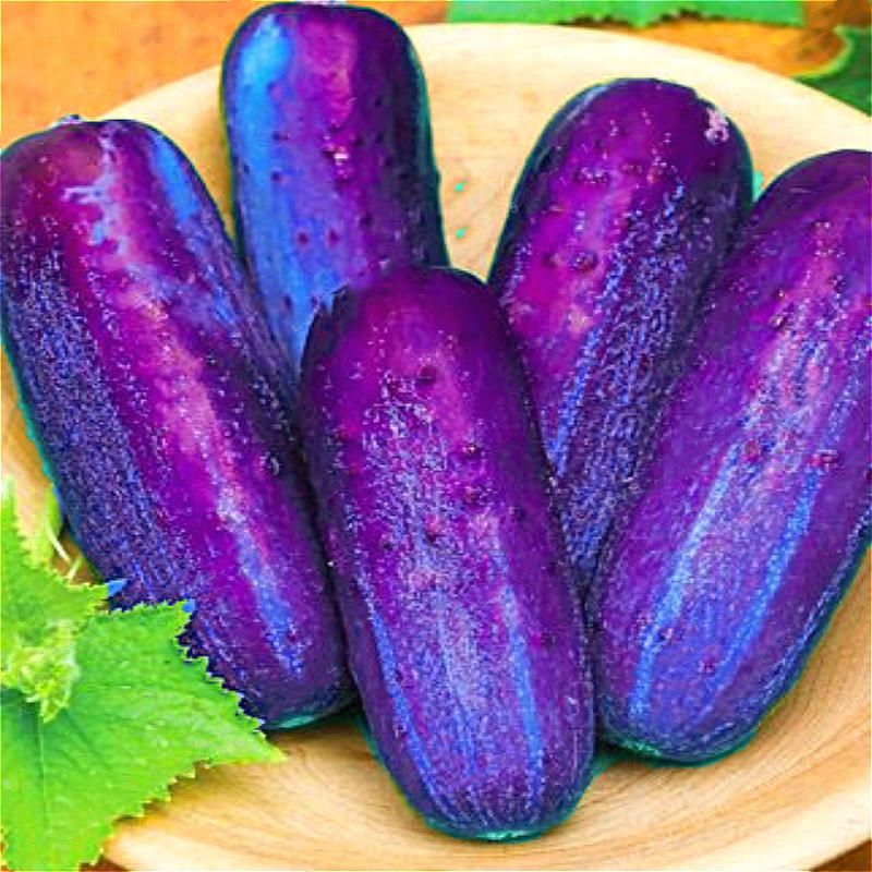 15 PcsPurple Cucumber Seeds Garden Farm Vegetable Plants Seeds