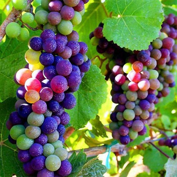 Egrow 10 Pcs / Pack Mixed Finger Grape Seed Garden Planting Potted Fruit Grapes Plant Seeds