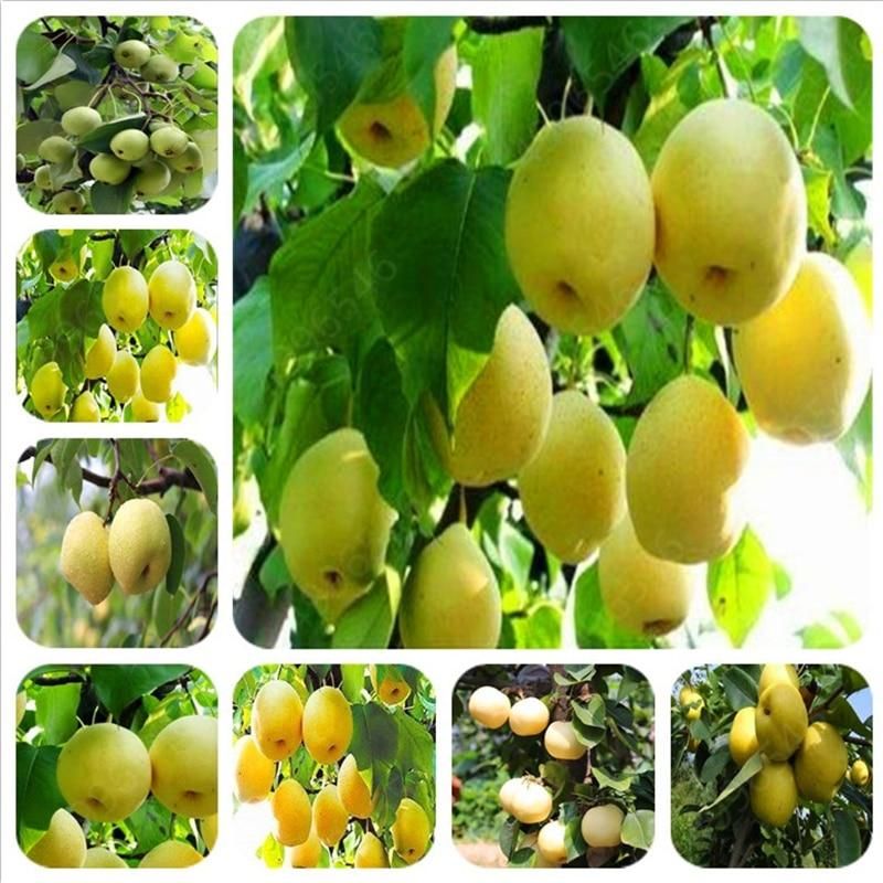 wholesale golden pear bonsai healthy and delicious  pear fruit potted sufficient spot plant & seeds