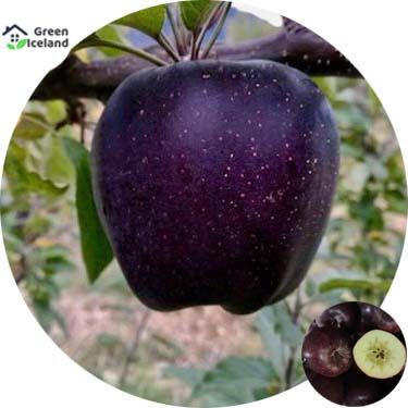 10 Pcs Natural Black diamond apple Seeds