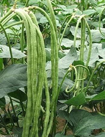 Organic Long Bean Seeds- 50pcs seeds