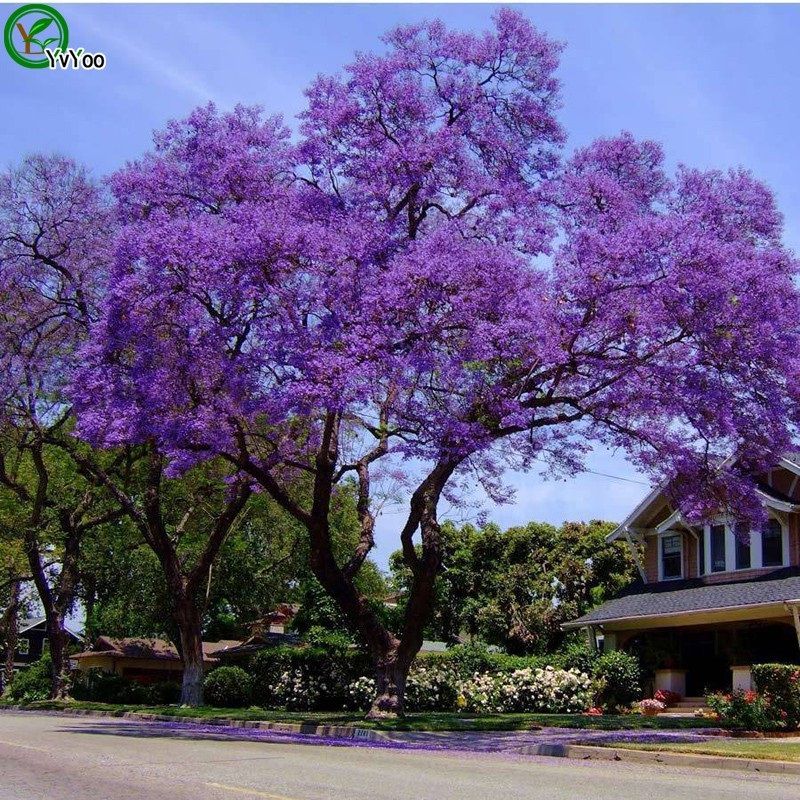 10pcs Jacaranda Seeds bonsai tree seeds in-kind shooting home garden plant Seeds