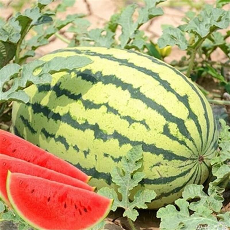 Organic Watermelon Seeds - 10 Pcs Seeds