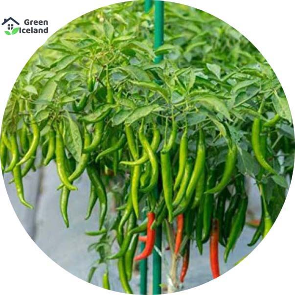 10 Pcs Natural Green Chili Seeds