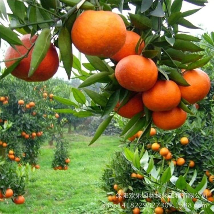 Red meat pomelo bonsais wholesale guanximiyou fruit grapefruit bonsais bonsais South fruiting more manageable 5pcs