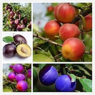 Black Brin Pulm Seed- 5 pcs