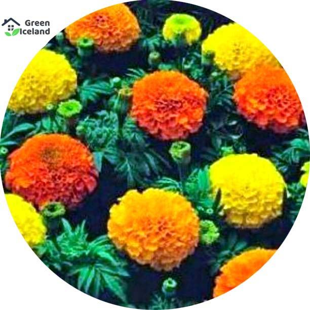 20 Pcs Global Marigold Flower Bonsai Seeds