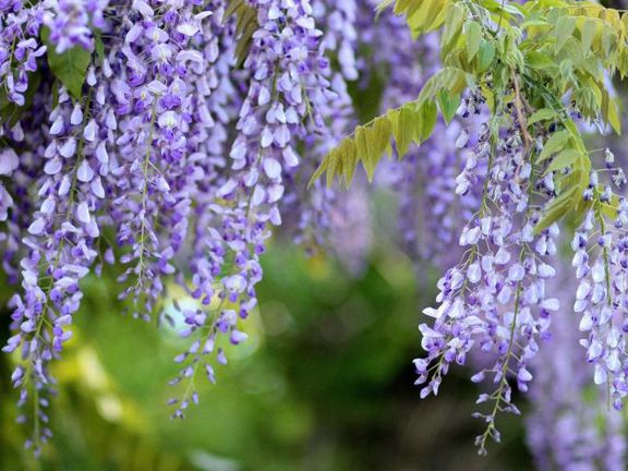 Wisteria Japanese  flower- 20 Seeds (Global Seeds)