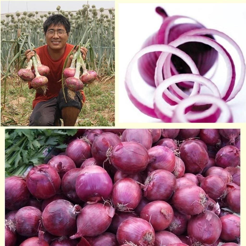 (DESHI) All Season Red Onion Seeds - 100 Pcs Seeds