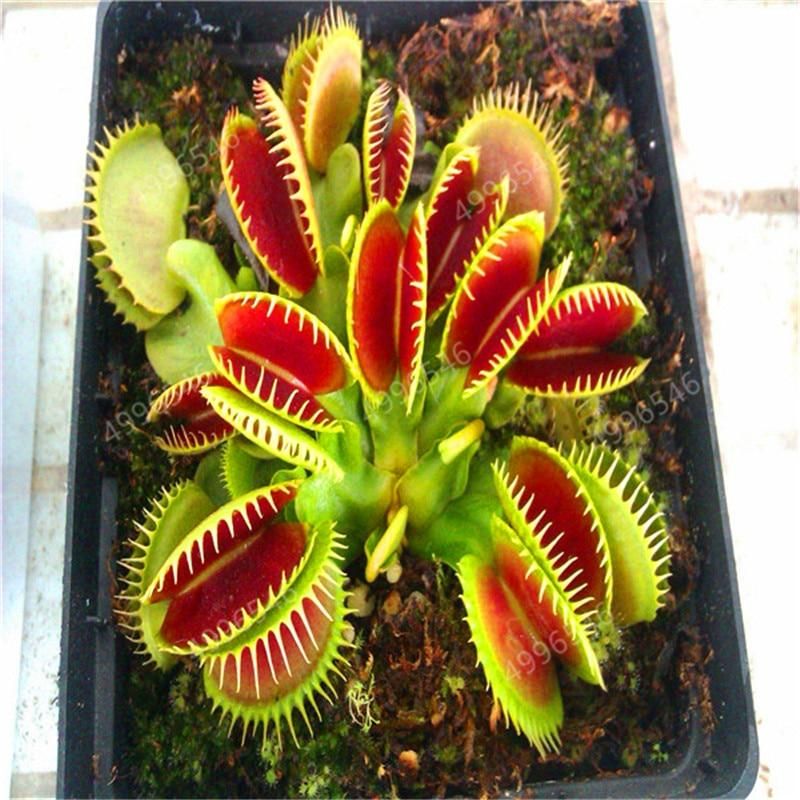 Potted Insectivorous Dionaea Muscipula Giant Clip Flytrap bonsais Carnivorous Plant seeds
