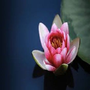 Bonsai Flower Lotus Flower for Lotus Pots Bonsai Garden Plants 5 Pcs Seeds
