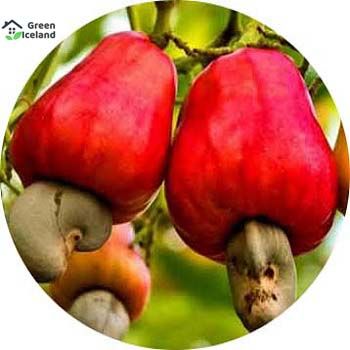 Global Cashew Nuts Seeds - 5 Pcs Seeds