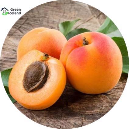 Apricot Tree Seeds - 2 Pcs Seeds