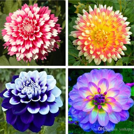 Dahlia Flower Bonsai Seeds - 20 pcs (Imported Global Seeds)