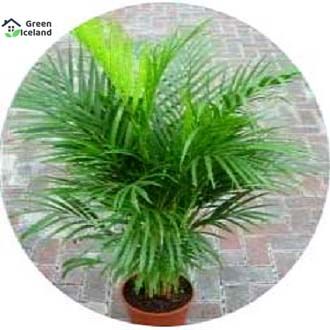 All Season Cycas/ Lady Palm Seeds - 5 Pcs Seeds