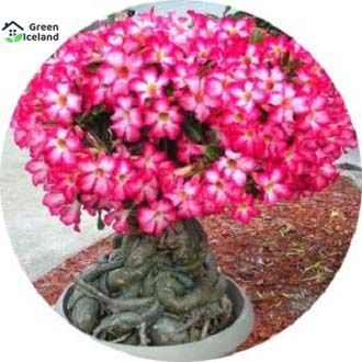 All Season Desert Rose Flower Bonsai Seeds - 5 Pcs Seeds