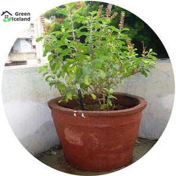 Organic Basil / Tulsi Seeds (????? ???) - 20 Pcs Seeds