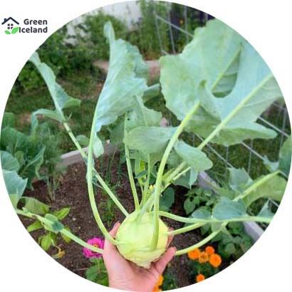 Olkopi/Kohlrabi Vegetables Seeds(????? ???) - 300+ Pcs Seeds