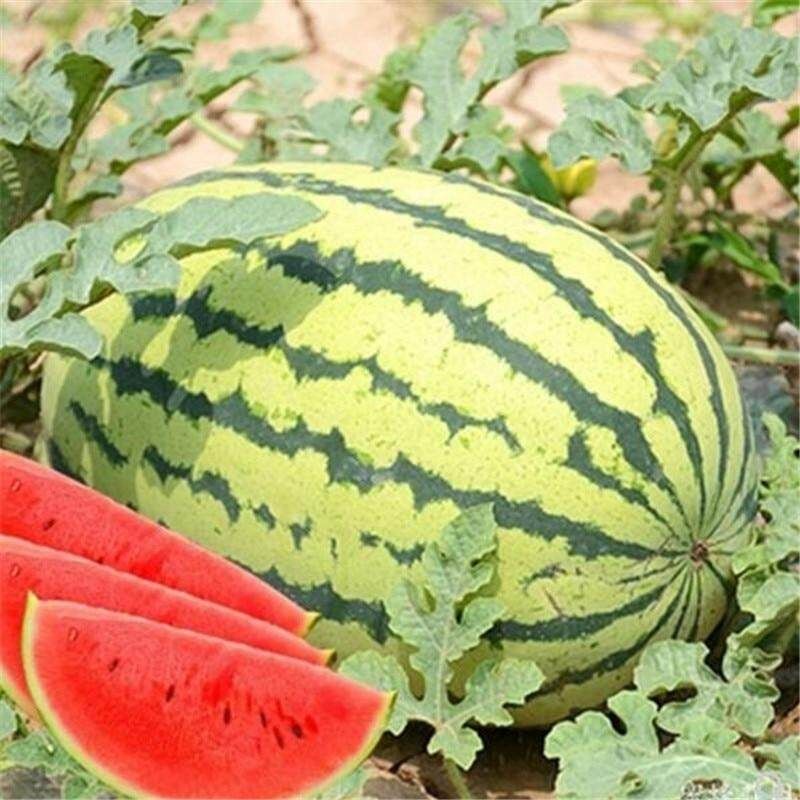 L1 Hybrid Watermelon Seeds  - 10 Pcs SeedS
