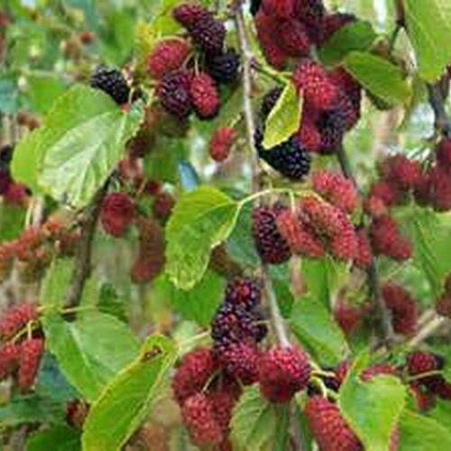 All Season Red Mulberry Seeds - 20 Pcs Seeds