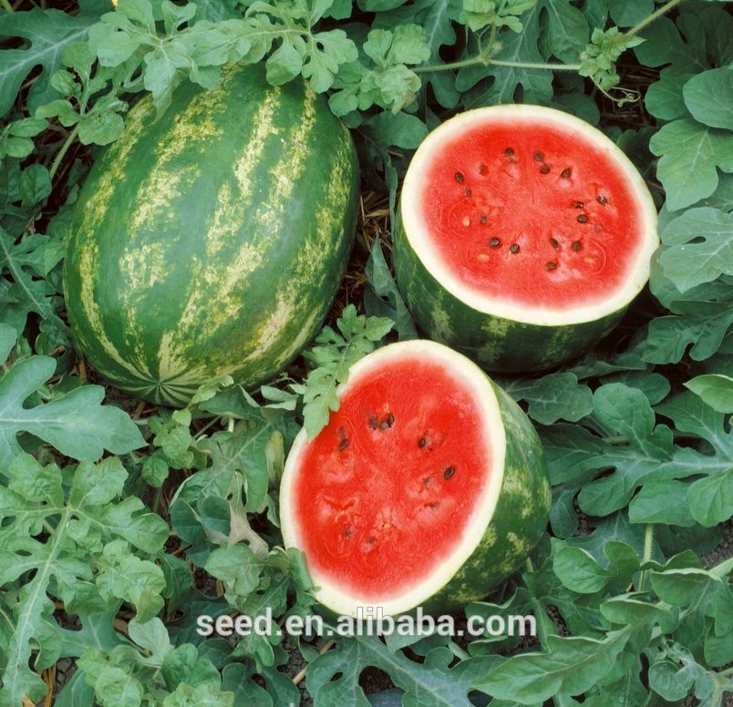 10 pieces  hybrid watermelon seeds