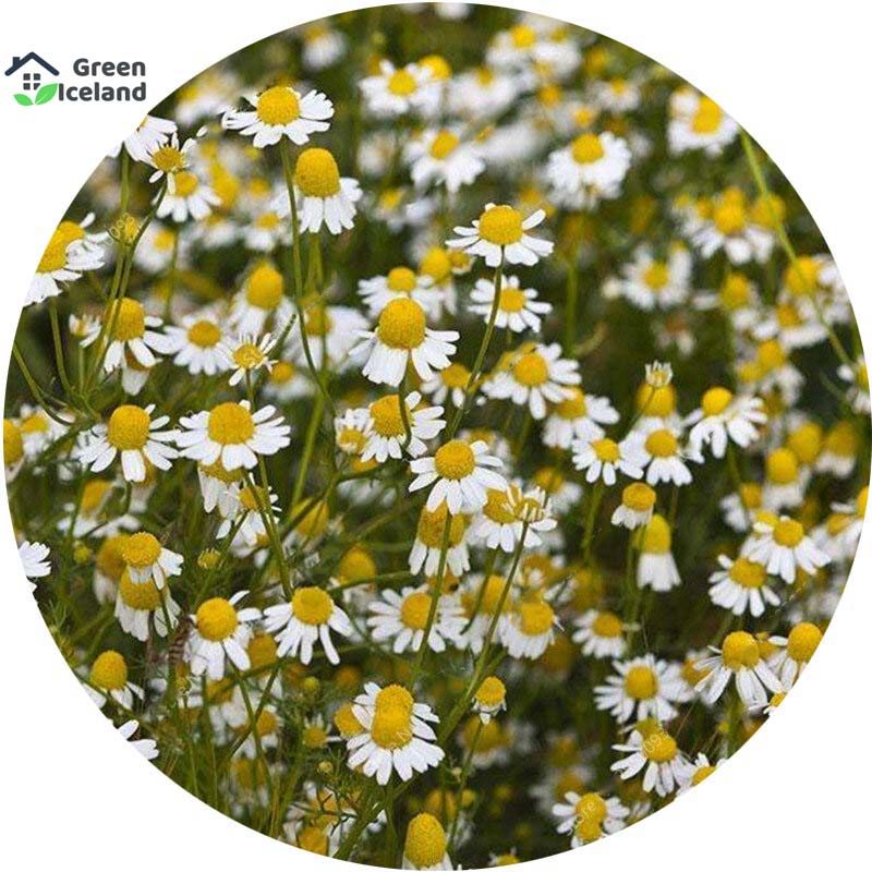 20 Pcs Chamomile Flower Bonsai Seeds