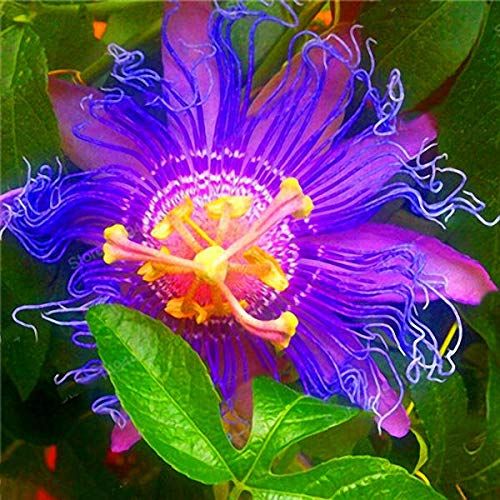 10 Pcs/Pack Passion Flower Seeds Garden Rare Passiflora Incarnata Fruit Plants Seeds
