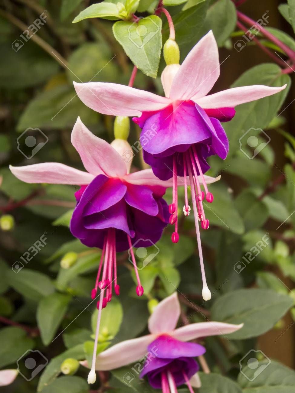 20 Pcs Imported Fuchsia Flower Bonsai Seeds - 20 Pcs Seeds