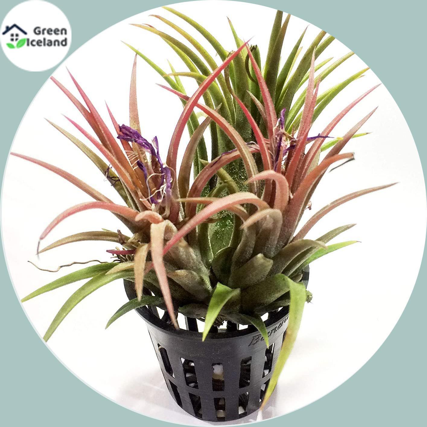 Air Plant Tree Seeds - 20 Pcs Seeds