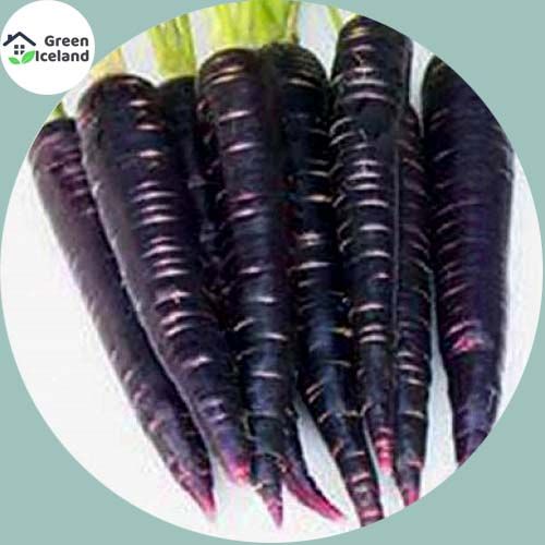 50 Pcs Natural Black Carrot Seeds (কালো গাজর বীজ)