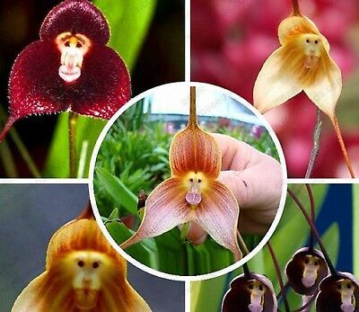 Rare 10 Pcs Monkey Face Orchid Seeds-10 Pcs Seeds