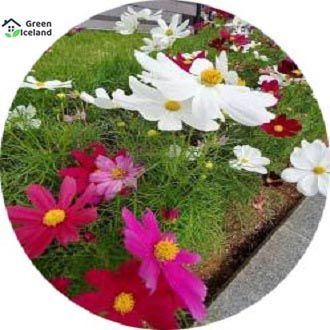 10 Pcs All Season Mixed Zephyranthes Lily Flower Bonsai Seeds