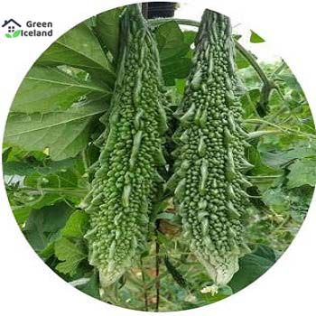 20 Pcs Hybrid F1 Balsom / Bitter Seeds - 20 Pcs Seeds
