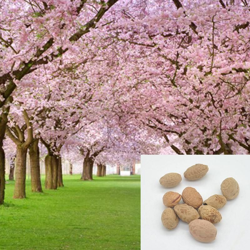 Japanese Sakura Seeds 10Pcs Bonsai Flower Seeds