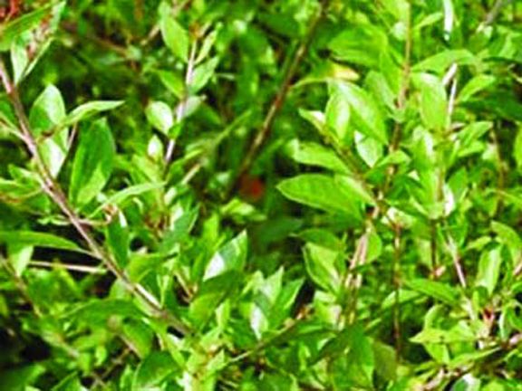 Mehedi Tree Seeds- 20 Pieces