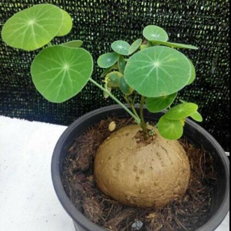 1 Pcs Stephania Erecta Seeds Buib Bonsai Tree for Home Garden Plant