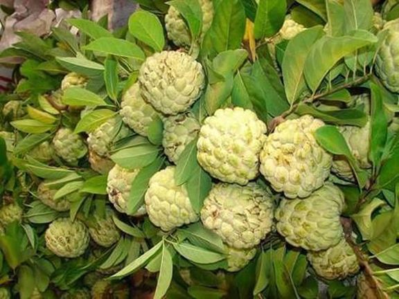 Suger Free Custard Apple Seeds (আতা ফল বীজ) - 10 Pcs Seeds