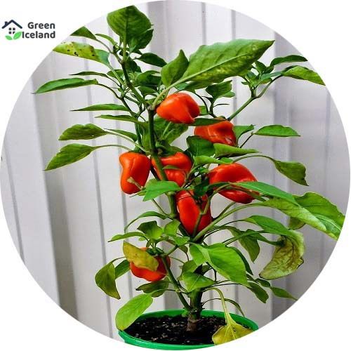 10 Pcs All Season Red Capsicum Seeds