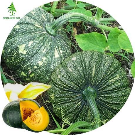 5 Pcs Natural Sweet Pumpkin Seeds (মিষ্টিকুমড়া বীজ)