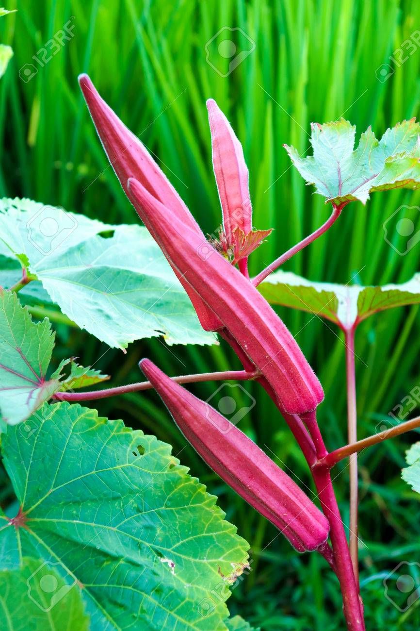 10 Pcs All Season Red Ladies Finger/Orka Seeds (??? ????? ???) -10 Pcs Seeds