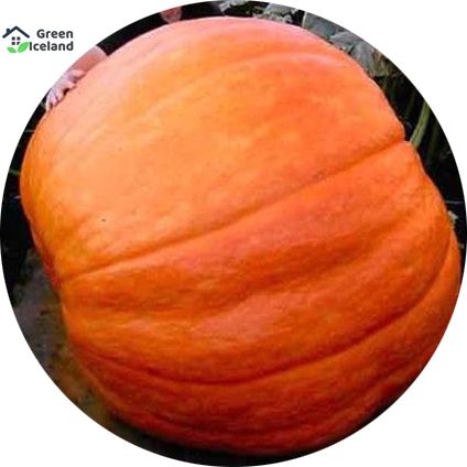 10 Pcs Natural European Hybrid Pumpkin Seeds - 10 Pcs Seeds