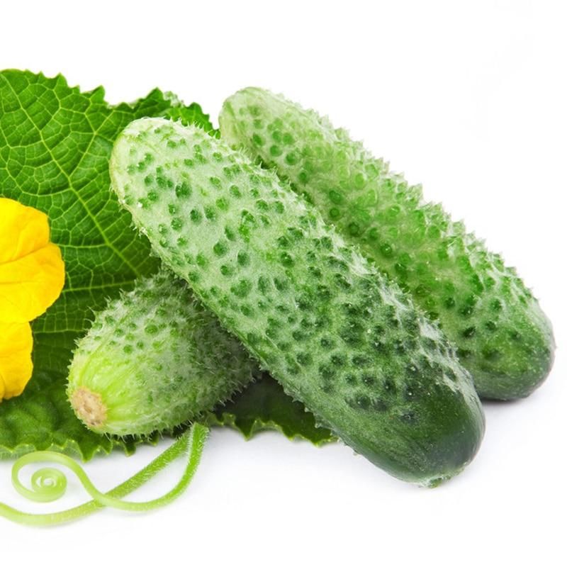 Ring Excellent Dry Vegetable Bonsais Cucumber Bonsais 20 Pcs Seeds