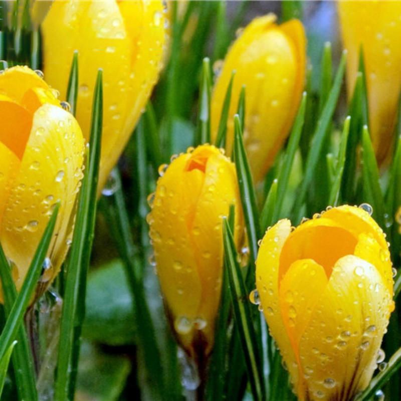 10 Pcs/Bag Tulip Seeds Rare Bonsai Flower Seeds Ice Cream as Beautiful Tulips Potted Perennial Home Gardens Tulip Plants Seeds - Yellow