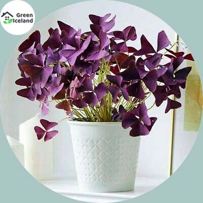 Natural Oxalis Wood Sorrel Flower Seeds - 30 Pcs Seeds