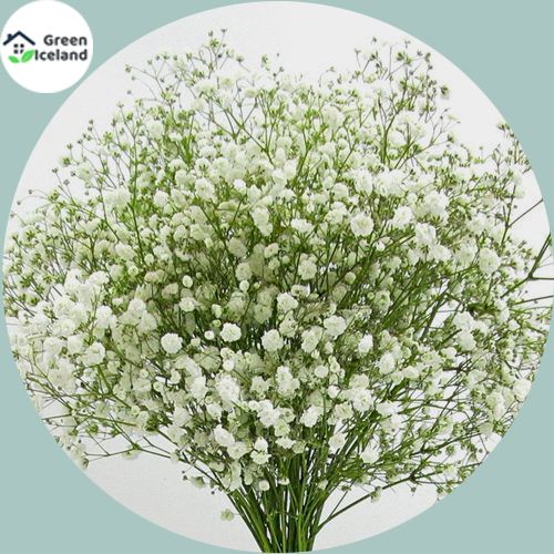 Global Gypsy Flower Seeds - 100 Pcs Seeds