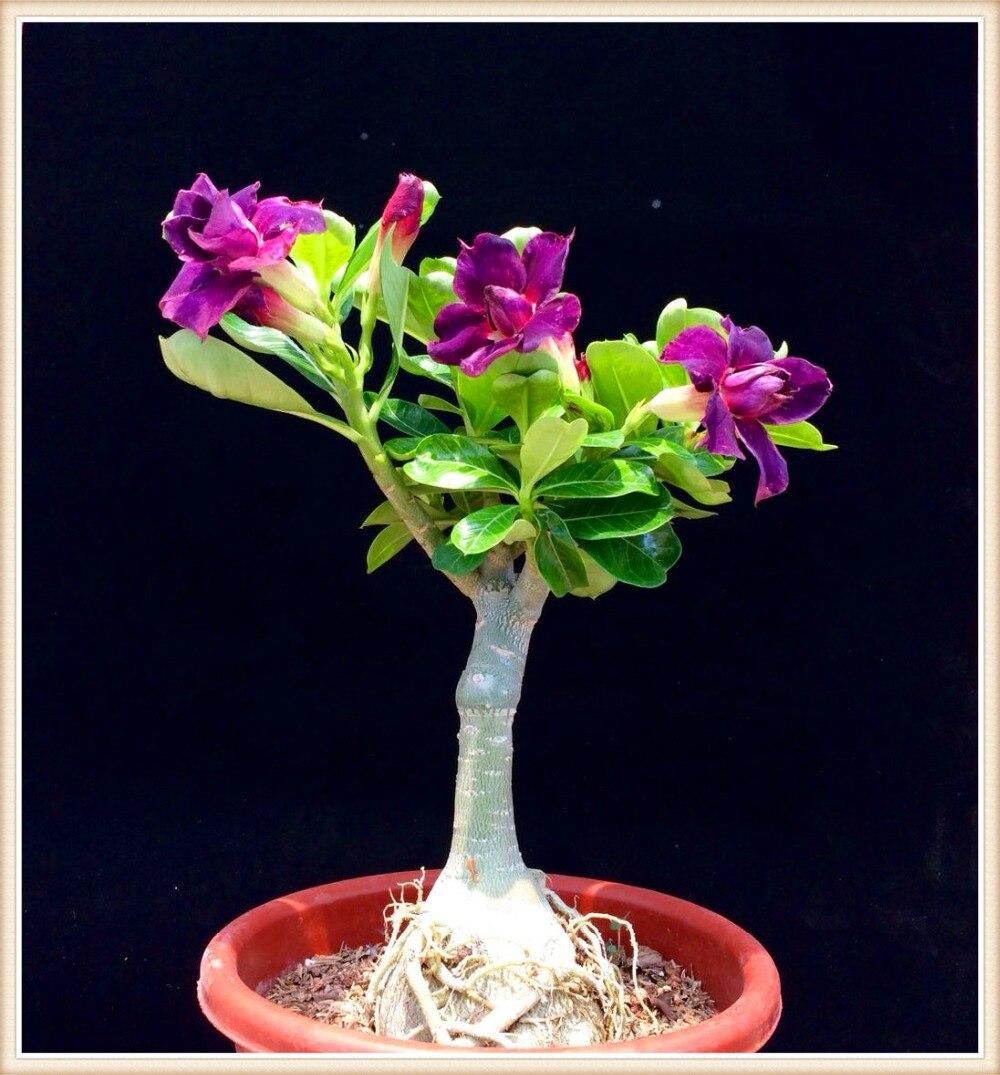 10 pcs Mixed Real Adenium obesum Desert Rose Flower Home Garden Bonsai Succulent Plants For Sample Order