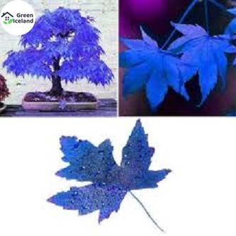 20 Pcs Global Chinese Rare Blue Maple Bonsai Seeds