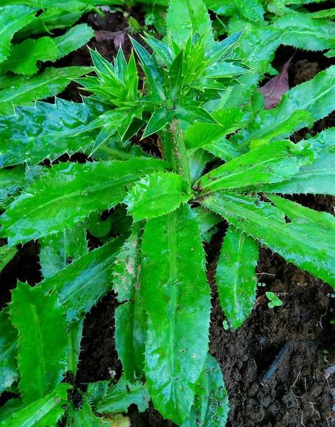 Garden/Tob Bilati Coriander Seeds - 50 Pieces (???????? ???????)