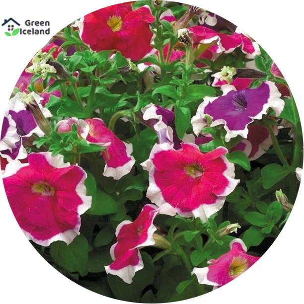 Petunia Flower Seeds - 20 Pcs Seeds